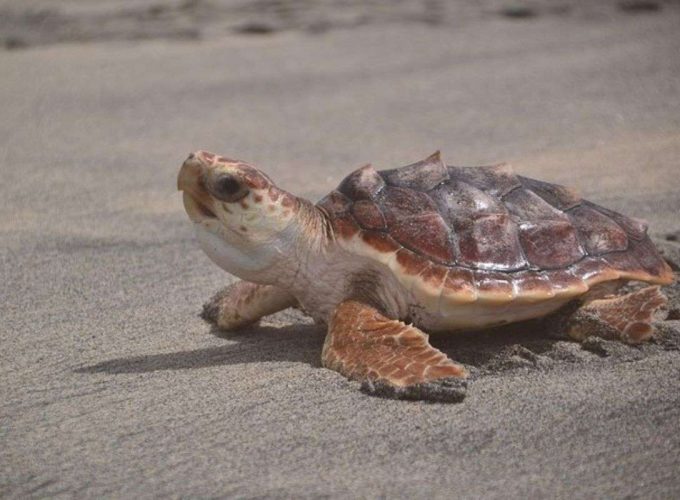 Roots Travel votre agence de voyage